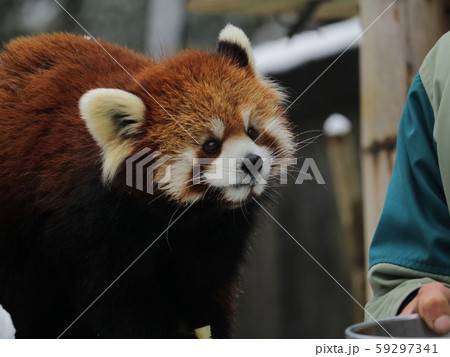 餌が欲しくて飼育員を見つめるレッサーパンダ 59297341