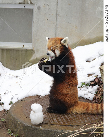 雪だるまとお座りするレッサーパンダ クウタ【千葉市動物公園にて】 雪だるまとお座りするレッサーパンダ クウタ【千葉市動物公園にて】 59297348