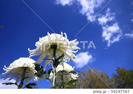 青空を見上げる三本仕立ての白い菊 59297567