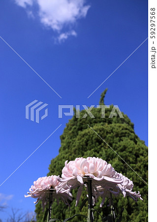 青空の下に仮置きされた白い菊たち 青空の下に仮置きされた白い菊たち 59297568