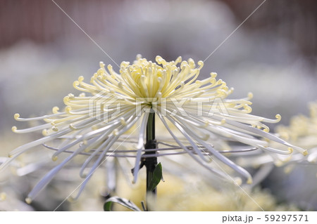白いロングヘアーの様な菊の花びら 白いロングヘアーの様な菊の花びら 59297571