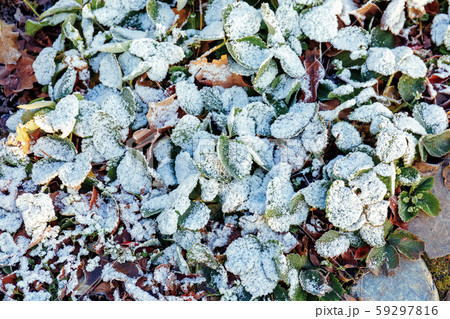 Frozen green garden strawberry after night frost Frozen green garden strawberry after night frost 59297816