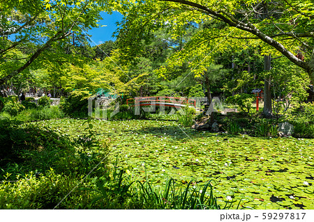 大原野神社鯉沢の池と朱橋 大原野神社鯉沢の池と朱橋 59297817