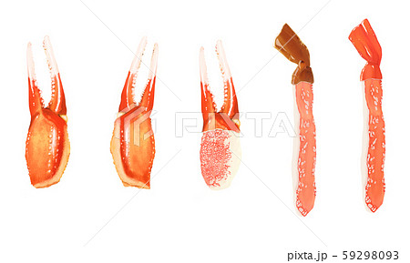 ズワイ蟹の爪のイラスト素材