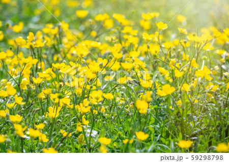 Green meadow with yellow wildflowers Green meadow with yellow wildflowers 59298798