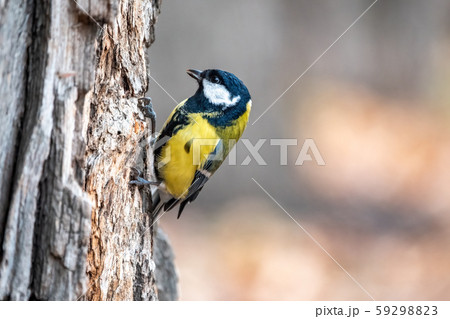 A tit is looking for food on a tree trunk. 59298823