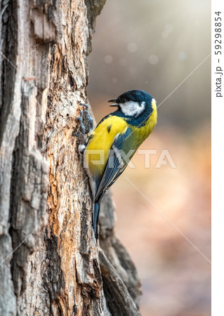 A tit is looking for food on a tree trunk. A tit is looking for food on a tree trunk. 59298854