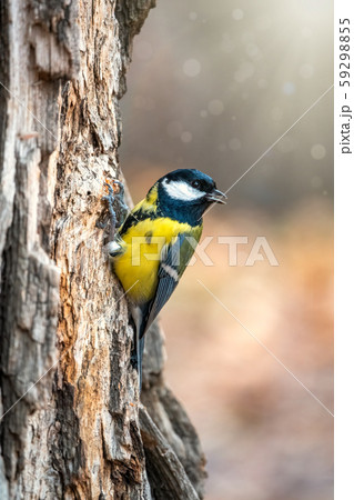 A tit is looking for food on a tree trunk. A tit is looking for food on a tree trunk. 59298855