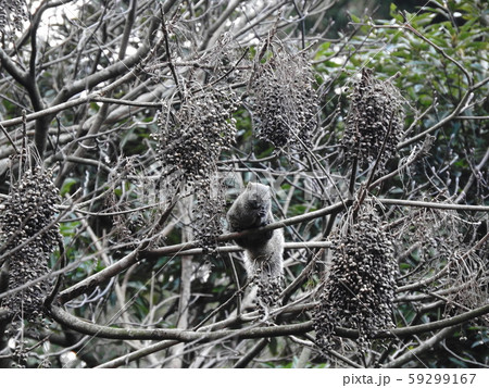 タイワンリス Taiwan squirrels タイワンリス Taiwan squirrels 59299167