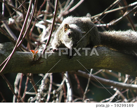 タイワンリス　Taiwan squirrels 59299169