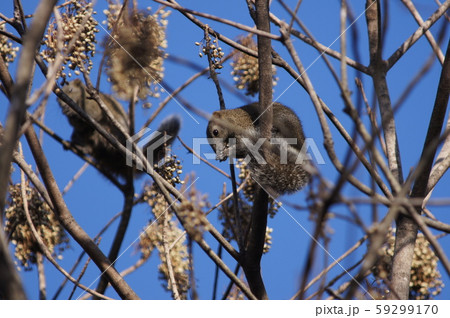 タイワンリス　Taiwan squirrels 59299170