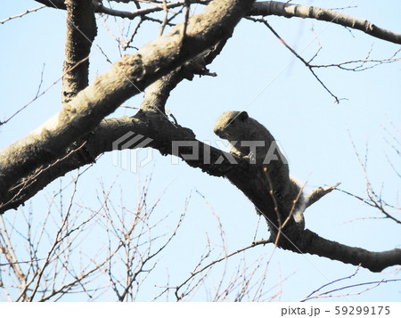 タイワンリス　Taiwan squirrels 59299175