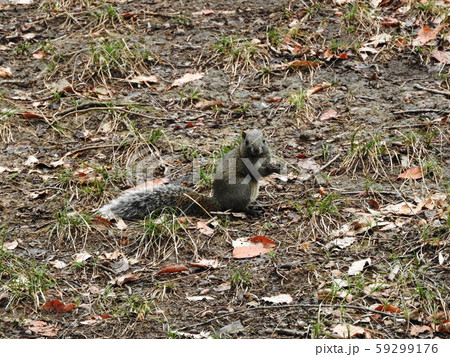 タイワンリス　Taiwan squirrels 59299176