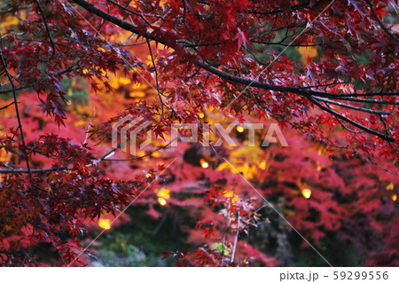 紅葉 紅葉 59299556