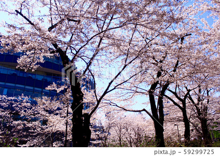 【東京】六本木　東京ミッドタウンガーデン内の満開の桜 59299725