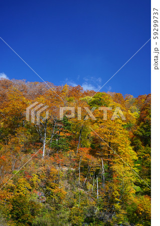 白山ホワイトロード　紅葉 59299737