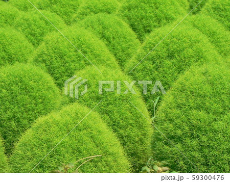 緑のコキア 59300476