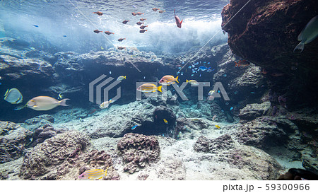 沖縄 美ら海水族館 熱帯魚の写真素材