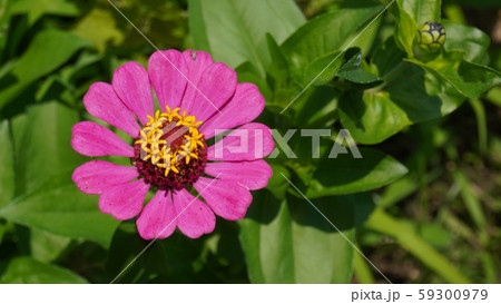 百日草 浦島草 zinnea 百日草 浦島草 zinnea 59300979
