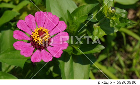 百日草 浦島草 zinnea 百日草 浦島草 zinnea 59300980
