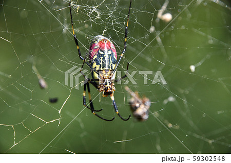 ジョロウグモ（女郎蜘蛛） 59302548