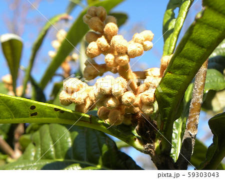 冬に咲くビワの花の蕾 59303043
