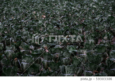 白菜畑 白菜 冬 59303386