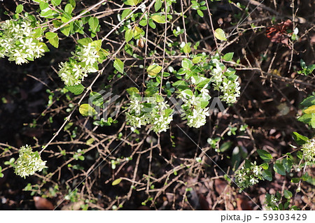 タイワンツクバネウツギ(絶滅危惧植物) タイワンツクバネウツギ(絶滅危惧植物) 59303429