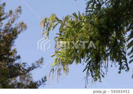 メタセコイアの蕾 59303452