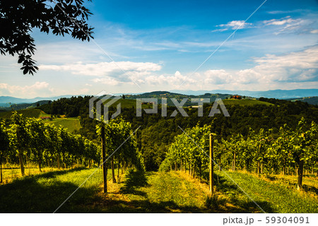 Vineyards in south styria in Austria. Landscape of Vineyards in south styria in Austria. Landscape of 59304091