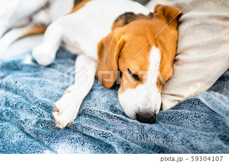 Beagle dog sleeping on a couch indoors 59304107