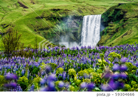 Skogafoss Waterfall in Iceland in Summer. 59304666