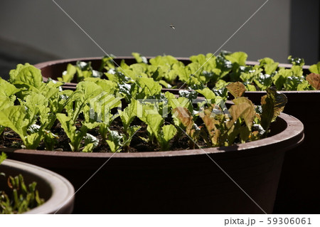 北朝鮮産 家庭菜園 菜園 59306061