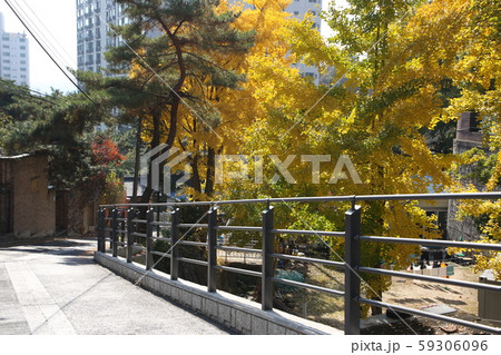 北朝鮮産 家庭菜園 菜園 59306096