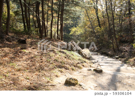 北朝鮮産 家庭菜園 菜園 59306104