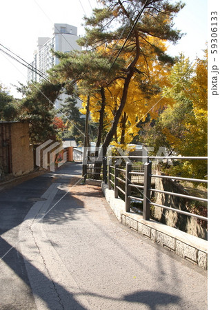北朝鮮産 家庭菜園 菜園 59306133
