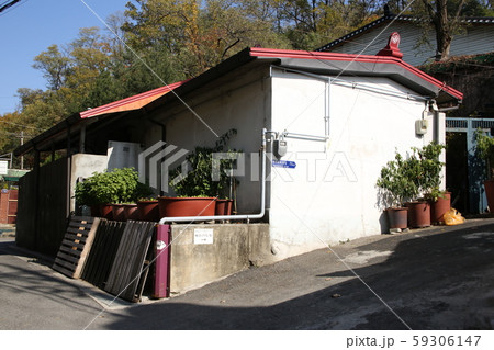 北朝鮮産 家庭菜園 菜園 59306147
