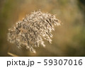 秋のススキ 59307016