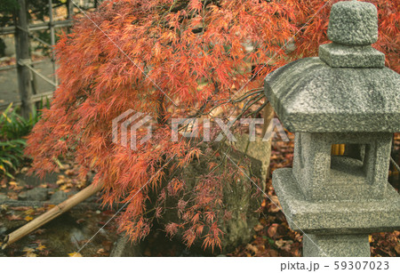 紅葉と灯篭 紅葉と灯篭 59307023