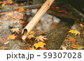 竹菅と紅葉 59307028