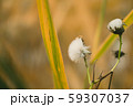 白いフワフワ 59307037