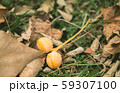 銀杏 59307100