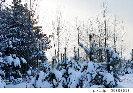 Awesome winter landscape. Winter forest in the snow. Awesome winter landscape. Winter forest in the snow. 59308613