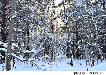 Awesome winter landscape. Winter forest in the snow. Awesome winter landscape. Winter forest in the snow. 59308617