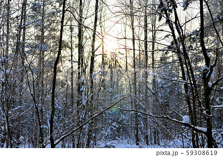 Awesome winter landscape. Winter forest in the snow. Awesome winter landscape. Winter forest in the snow. 59308619
