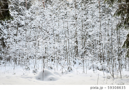 Awesome winter landscape. Winter forest in the snow. Awesome winter landscape. Winter forest in the snow. 59308635