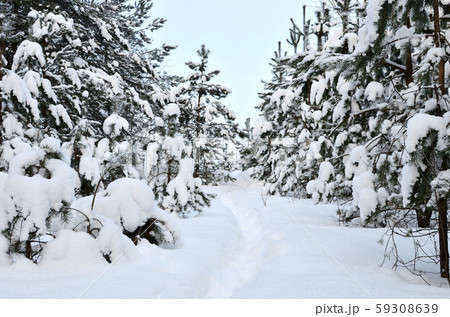 Awesome winter landscape. Winter forest in the snow. Awesome winter landscape. Winter forest in the snow. 59308639
