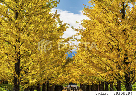 あづま総合運動公園のいちょう並木　福島県福島市 59309294
