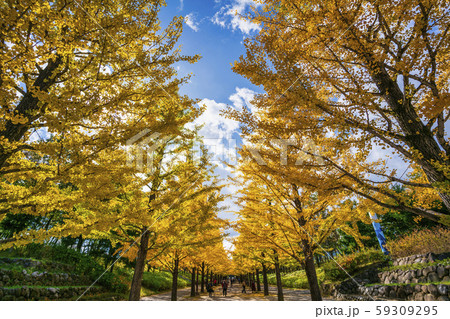 あづま総合運動公園のいちょう並木 福島県福島市 あづま総合運動公園のいちょう並木 福島県福島市 59309295