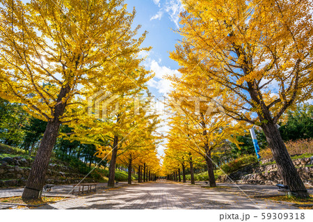 あづま総合運動公園のいちょう並木 福島県福島市 あづま総合運動公園のいちょう並木 福島県福島市 59309318